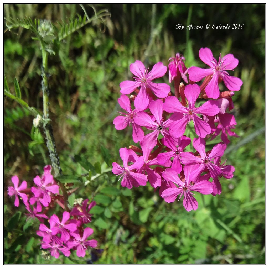 Centaurium erythraea - No, Silene armeria